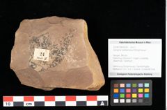 Foto (Objekt + Etikett) von Sphaeria mediterranea Ettingshausen (NHMW-GEO-2024-0188-0024)